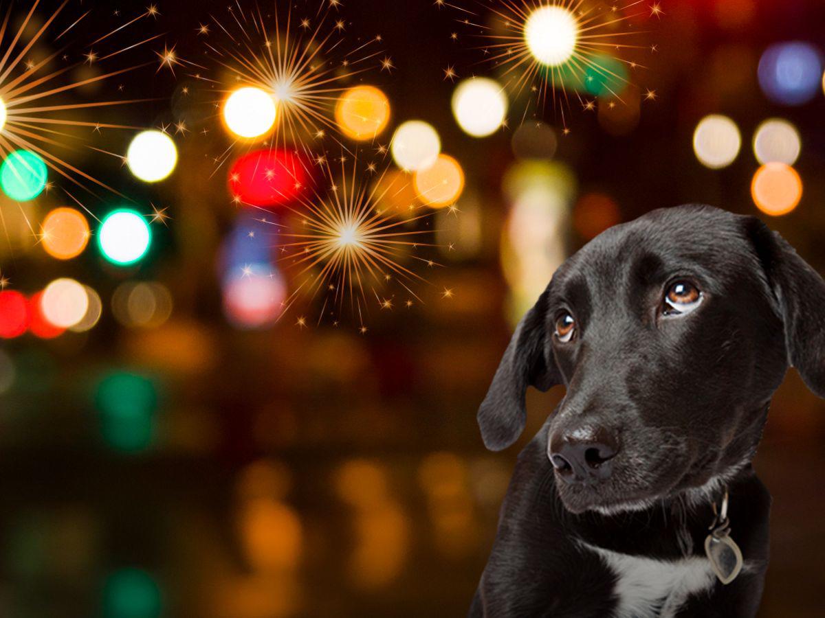 ¡Ellos también son familia! Esta protección necesita tu mascota en las fiestas de fin de año ¡Ellos también son familia! Esta protección necesita tu mascota en las fiestas de fin de año