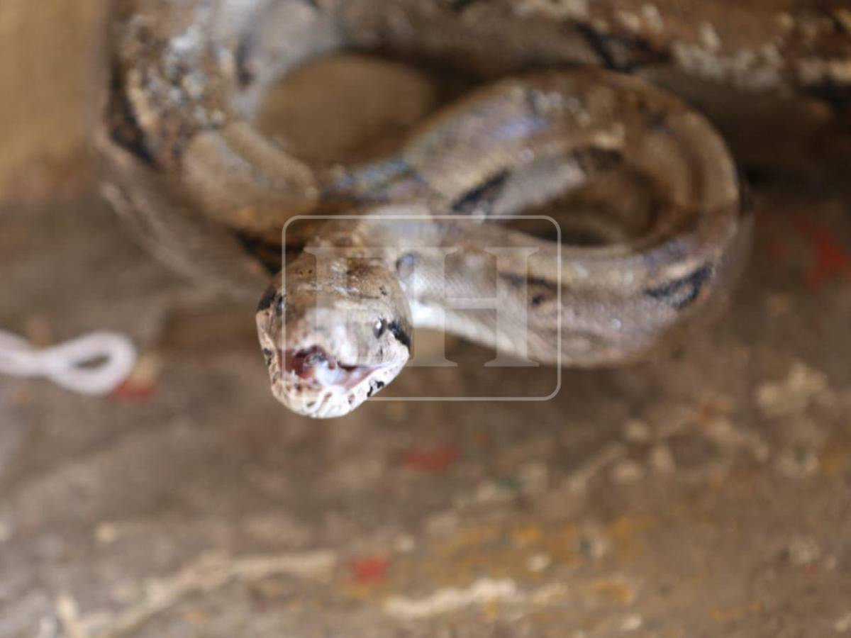 Salió de la aduana de EE UU y llegó a yonker de El Carrizal: Boa será liberada en el Cerro Juana Laínez
