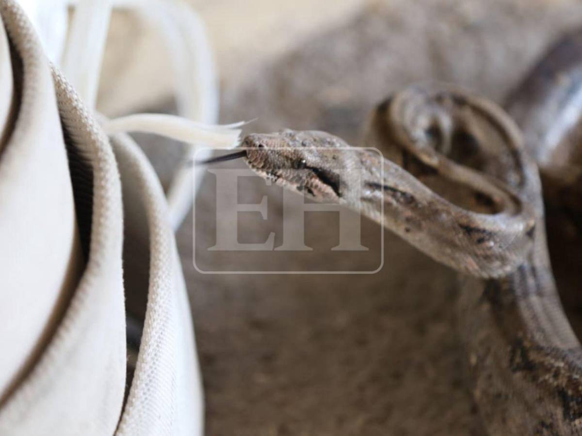 Salió de la aduana de EE UU y llegó a yonker de El Carrizal: Boa será liberada en el Cerro Juana Laínez