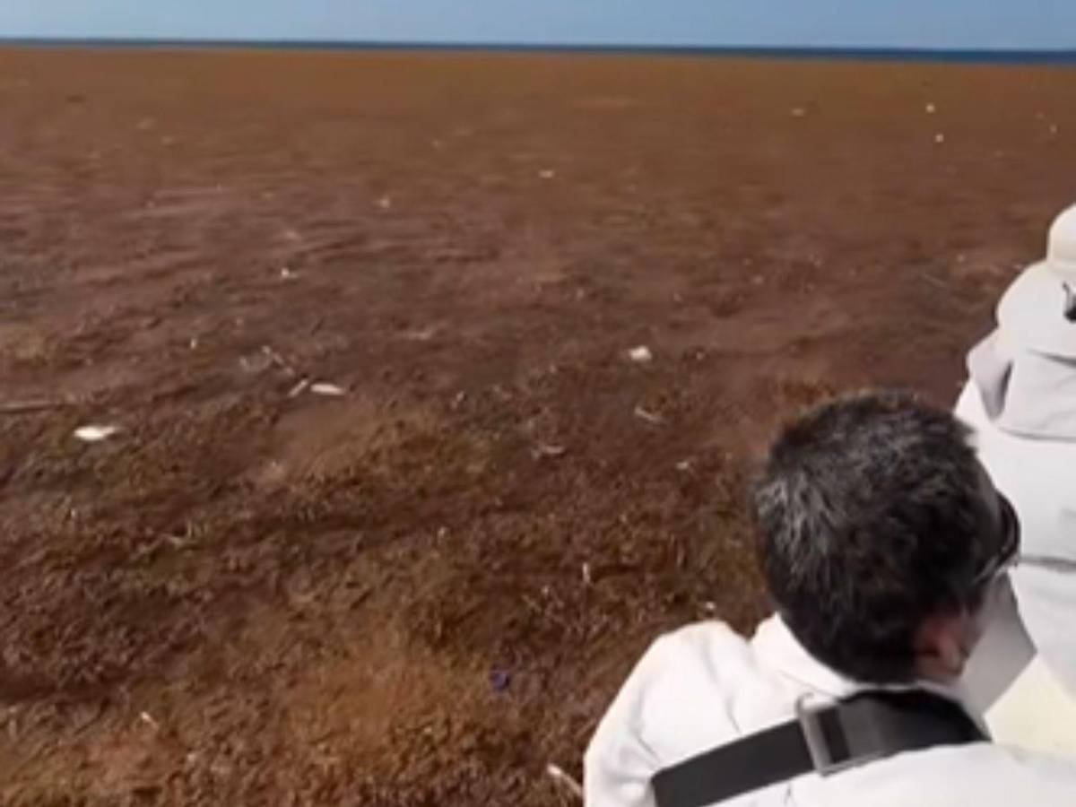 EN FOTOS: sargazo invade playas de Utila; autoridades activan plan de limpieza