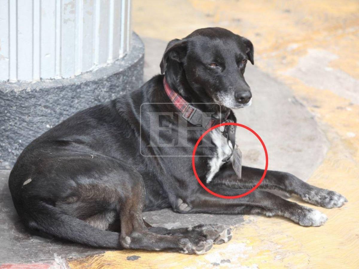 Binomios caninos forman parte del blindaje del Congreso Nacional