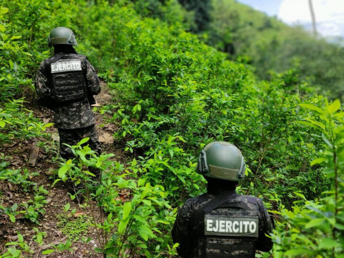 $!Honduras ahora se ubica entre los países de tránsito y productor de drogas.