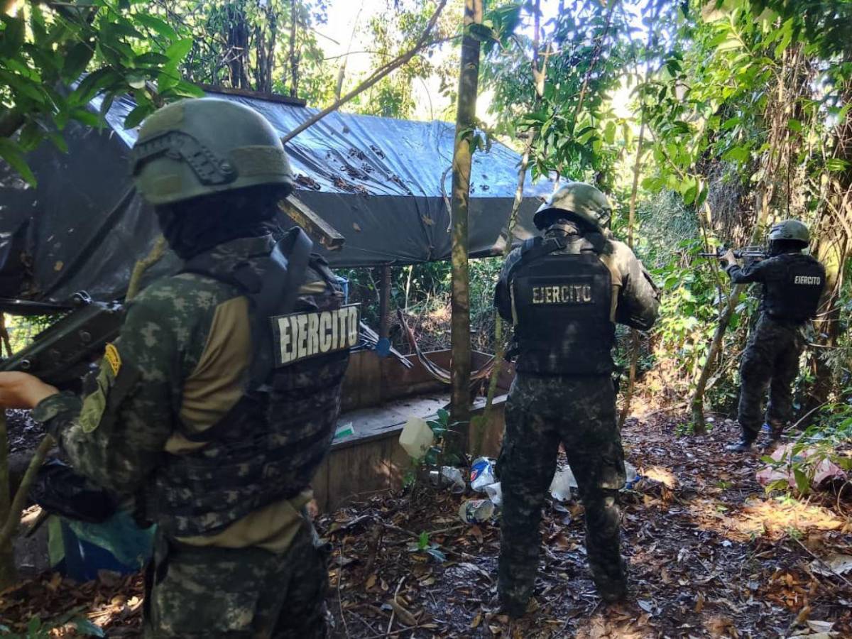 Aseguran plantación con 25 mil arbustos de hoja de coca en Bonito Oriental, Colón