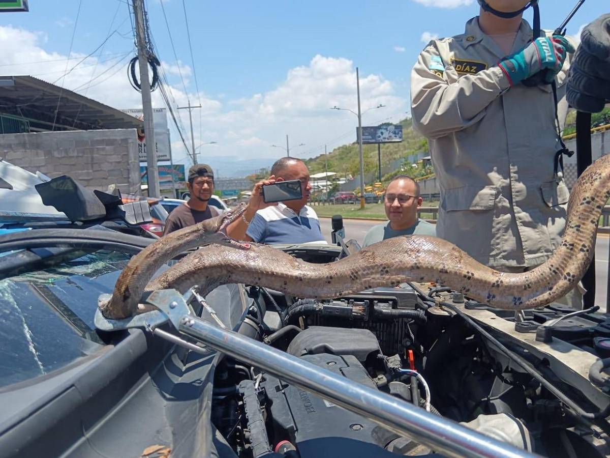 Mecánico pensó que era una manguera: hallan enorme boa dentro de motor en El Carrizal