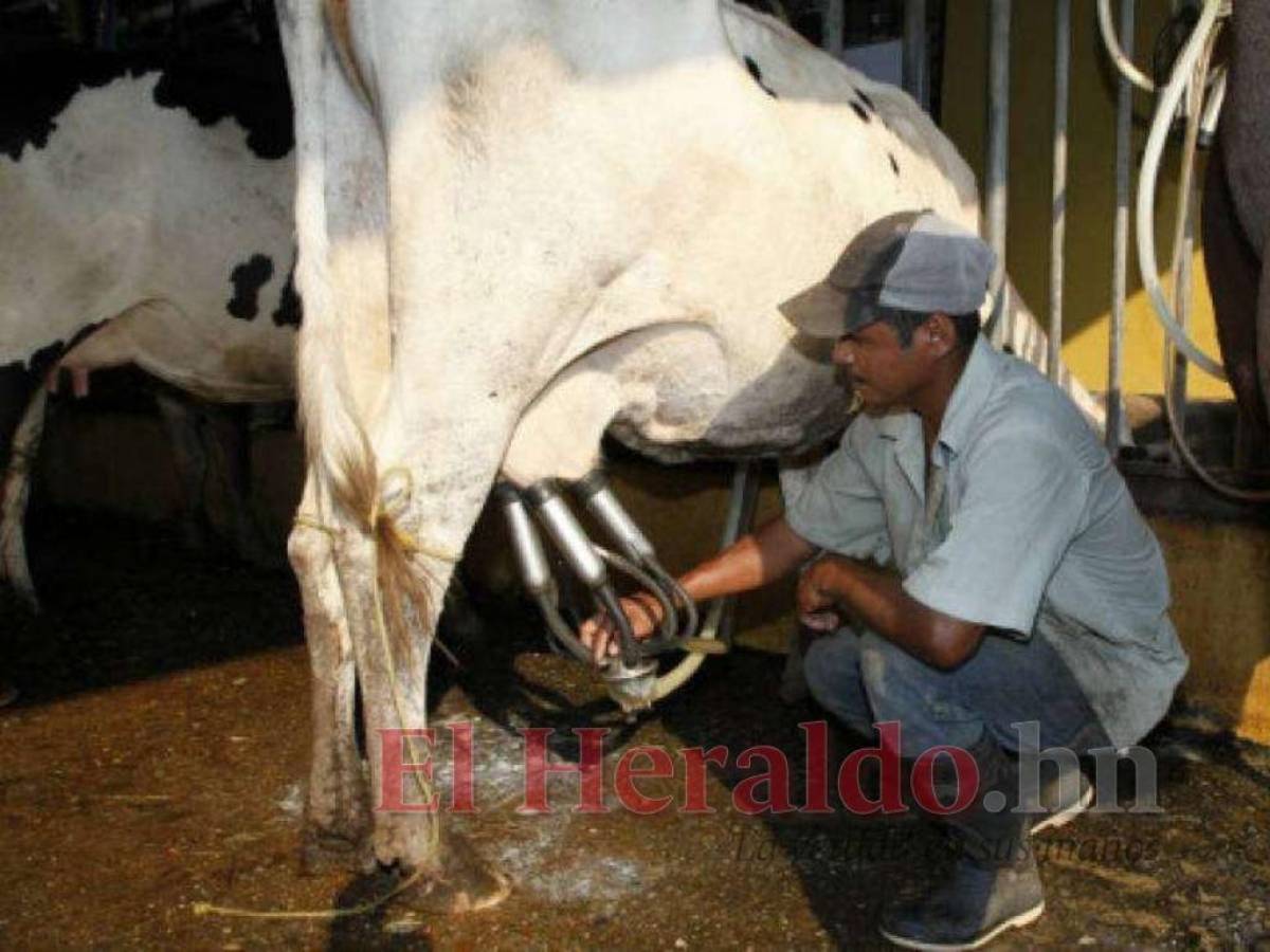 Entre seis y siete lempiras podría aumentar el precio del litro de leche