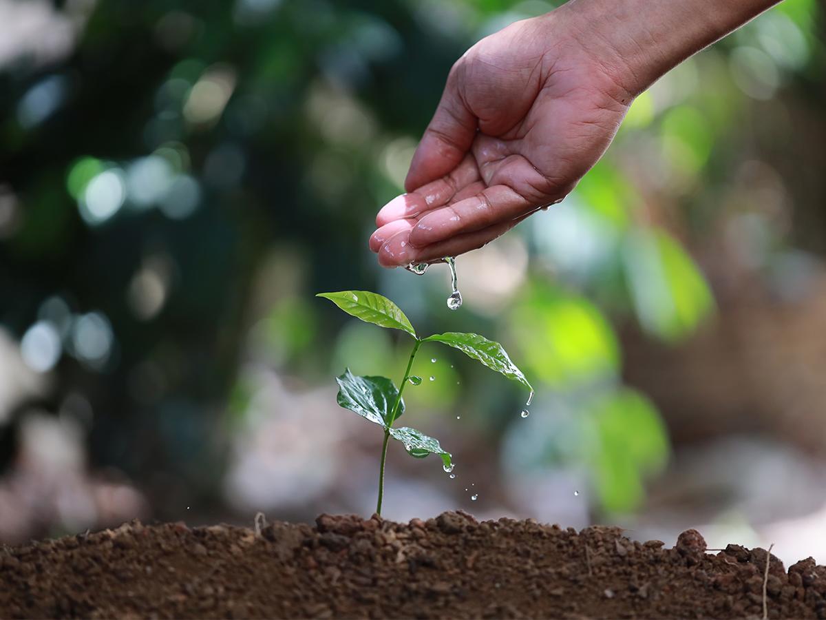 <i>Cada grano de café se convierte en un testimonio de resiliencia en este viaje hacia la sostenibilidad cafetalera.</i>