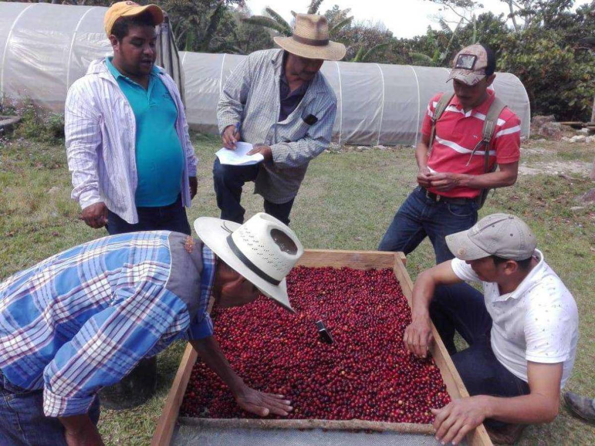 Honduras exportará a China café que enviaba a Taiwán
