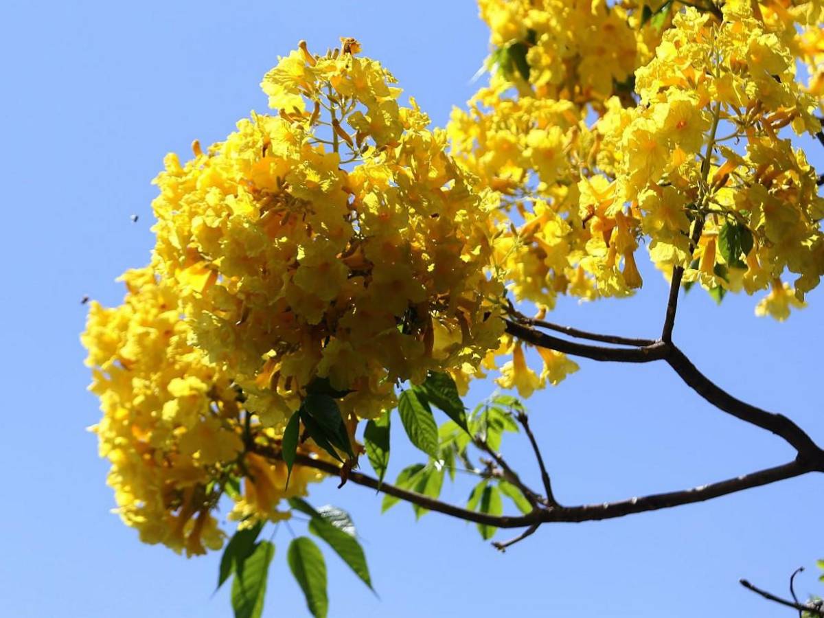Los macuelizos con sus alegres colores embellecen la capital de Honduras