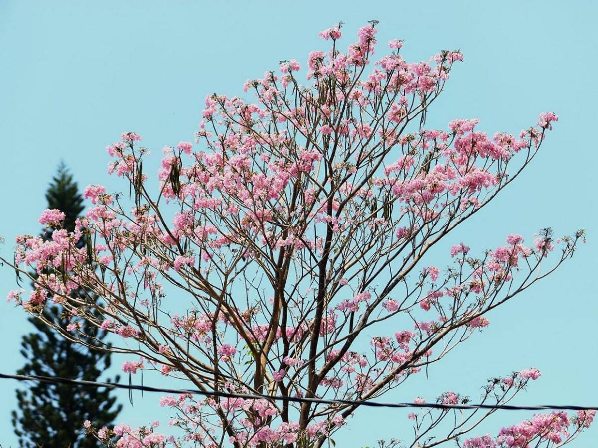 Los macuelizos con sus alegres colores embellecen la capital de Honduras