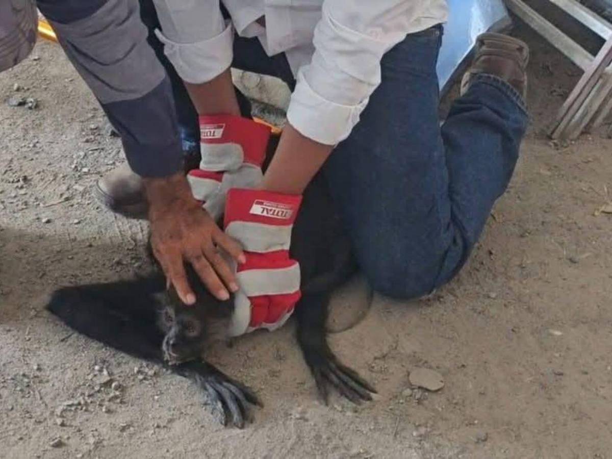Así rescataron a mono araña que había escapado de un espacio en cautiverio en Copán