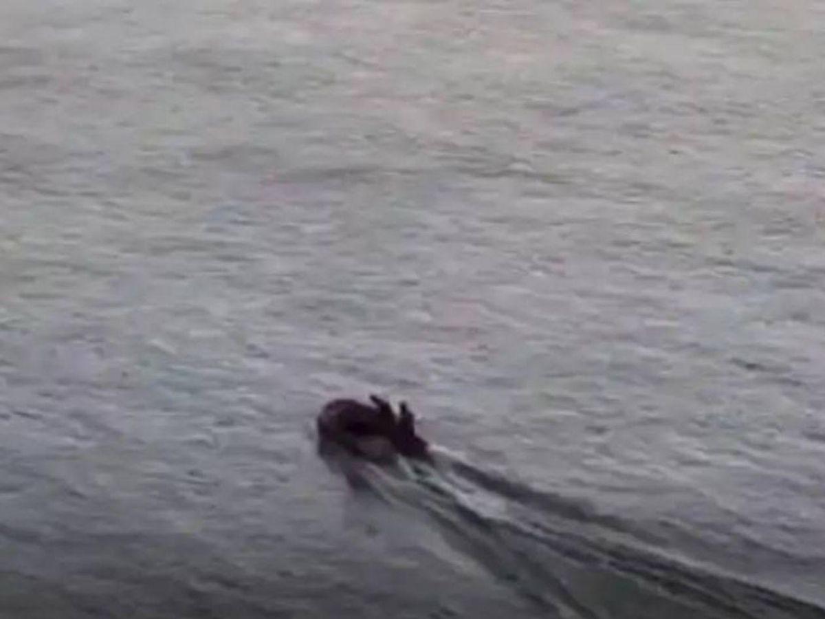 A Francis, Rudy y Marlon los arrastró el río Mississippi: qué se sabe de los hondureños ahogados