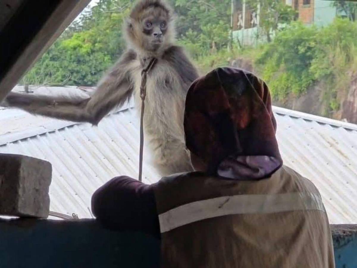 Así rescataron a mono araña que había escapado de un espacio en cautiverio en Copán
