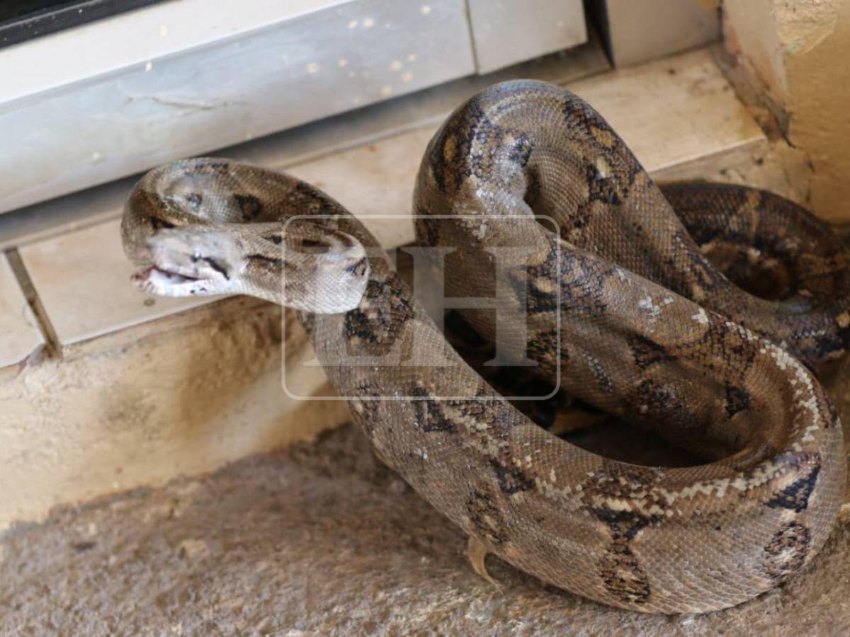 Salió de la aduana de EE UU y llegó a yonker de El Carrizal: Boa será liberada en el Cerro Juana Laínez