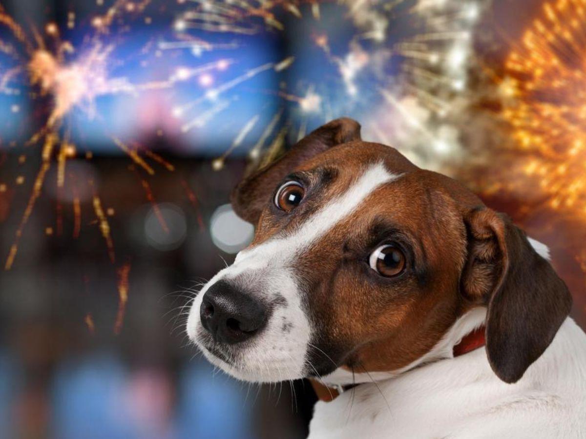 ¡Ellos también son familia! Esta protección necesita tu mascota en las fiestas de fin de año ¡Ellos también son familia! Esta protección necesita tu mascota en las fiestas de fin de año