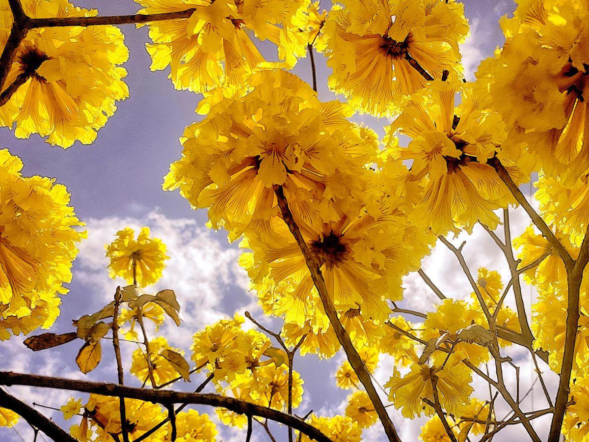 Con el estallido amarillo y rosa de los guayacanes: así lucen las calles en Centroamérica