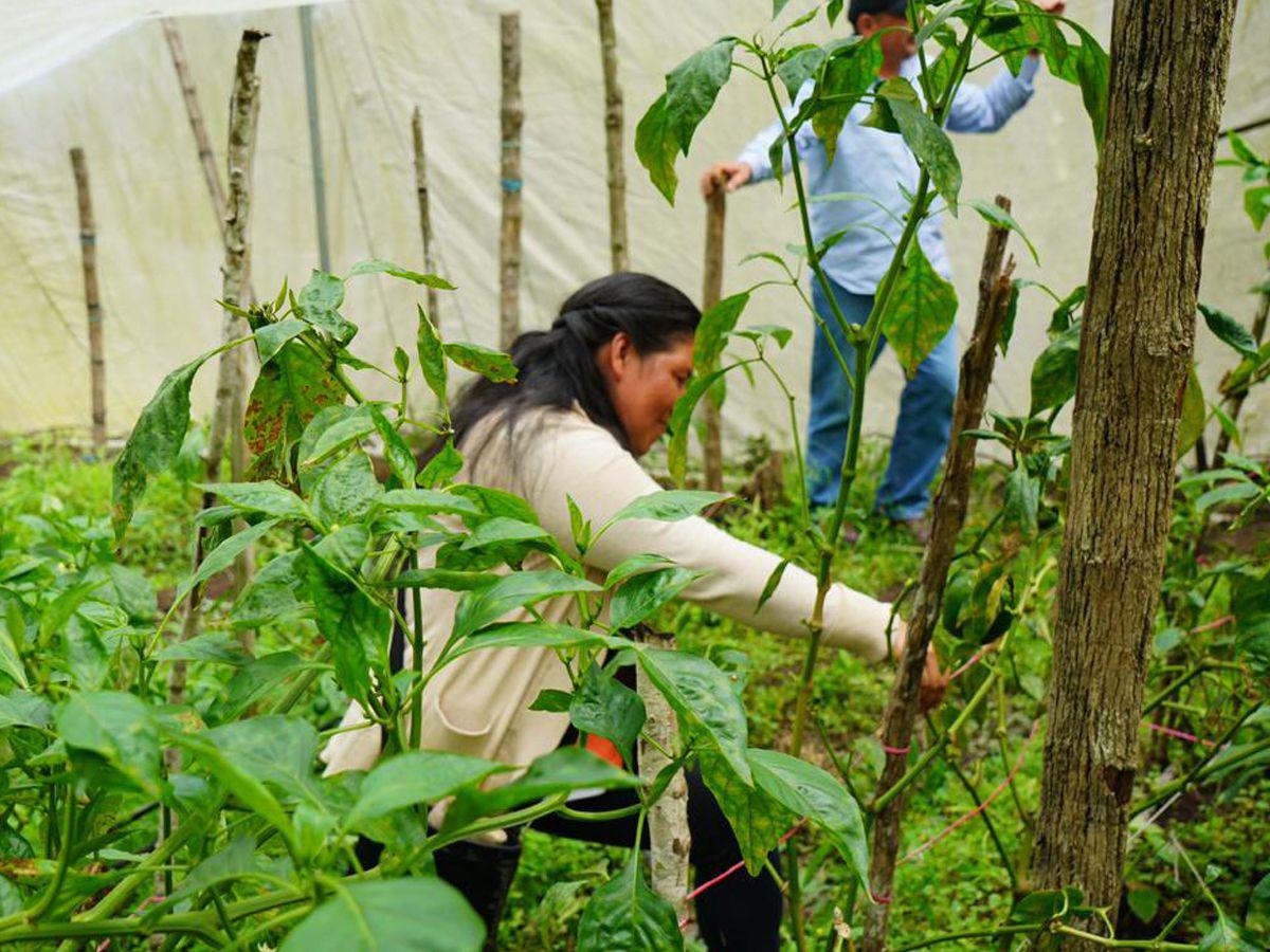 Credimujer impulsará cerca de 700 mujeres del agro con 30 millones de lempiras