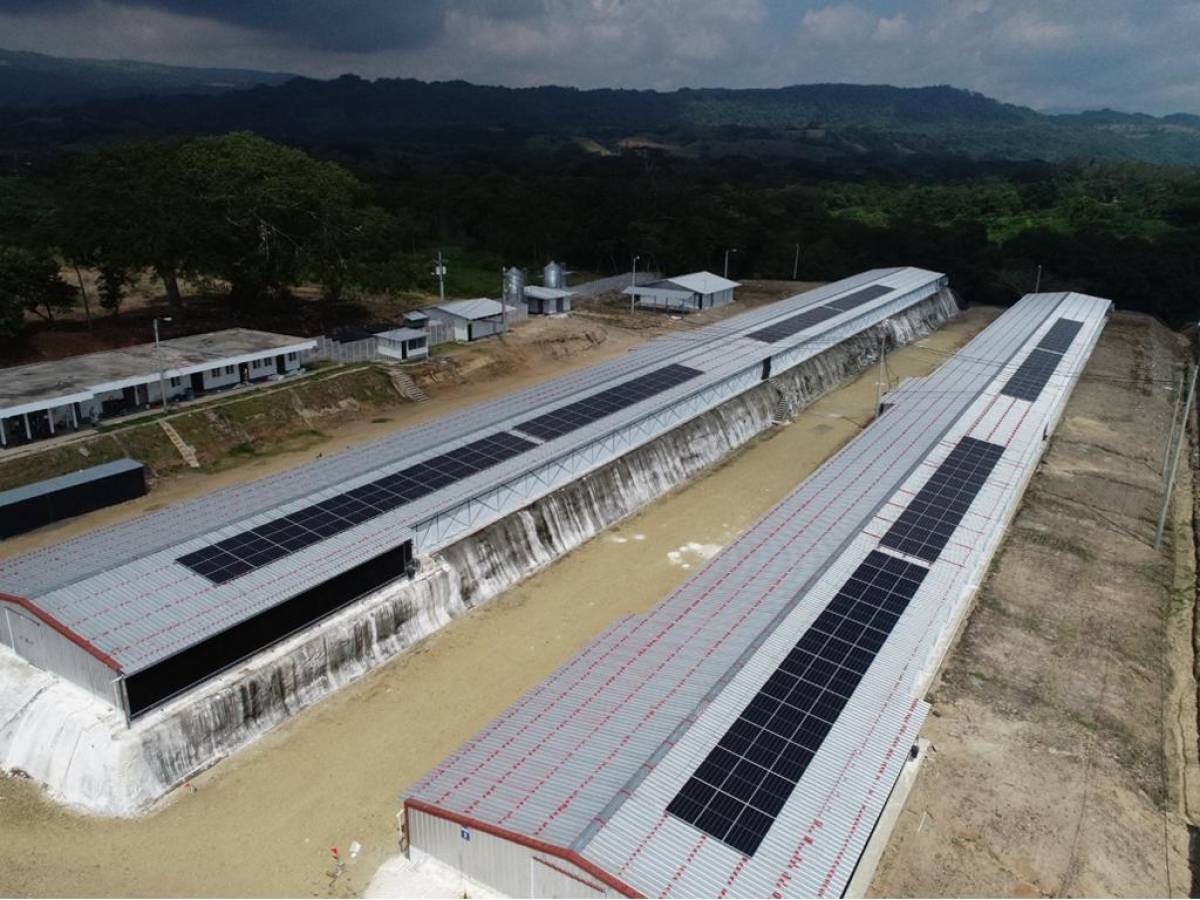 Granja avícola de CMI con paneles solares para garantizar una producción animal sostenible y combatir el cambio climático.