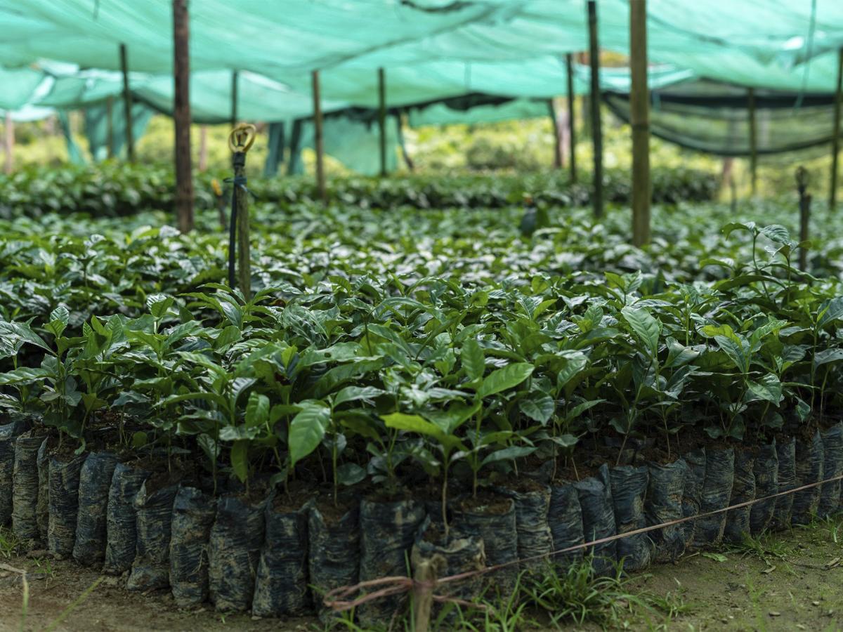 <i>La fase de cultivo implica consideraciones detalladas sobre la altitud, el clima y el suelo. </i>