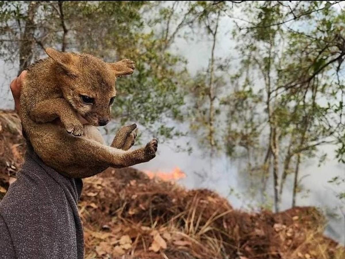 Rescatan a coyote bebé en bosque incendiado de La Tigra