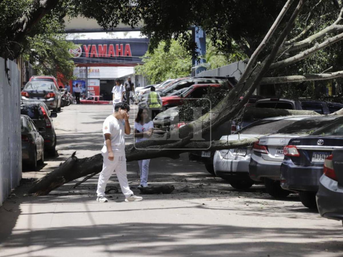 Árbol cae sobre varios vehículos frente a Facultad de Medicina: estudiante se salva de ser aplastado