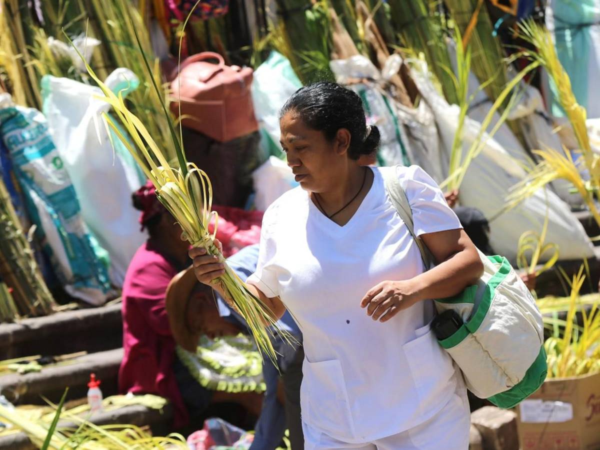 Palmas de olivo anuncian llegada de Semana Santa en la capital Palmas de olivo anuncian llegada de Semana Santa en la capital