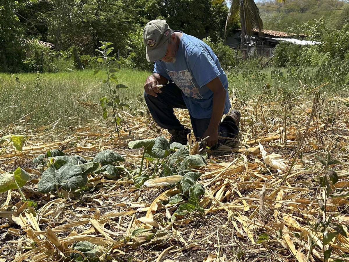 Zona Sur clama por lluvias en septiembre para salvar última cosecha del año