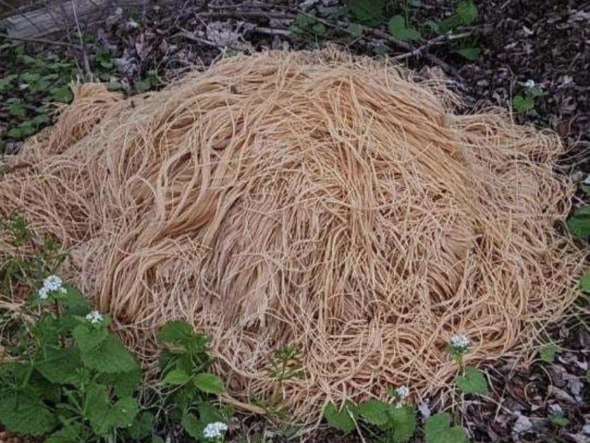 Montaña de espaguetis cerca de un río genera especulaciones en Nueva Jersey