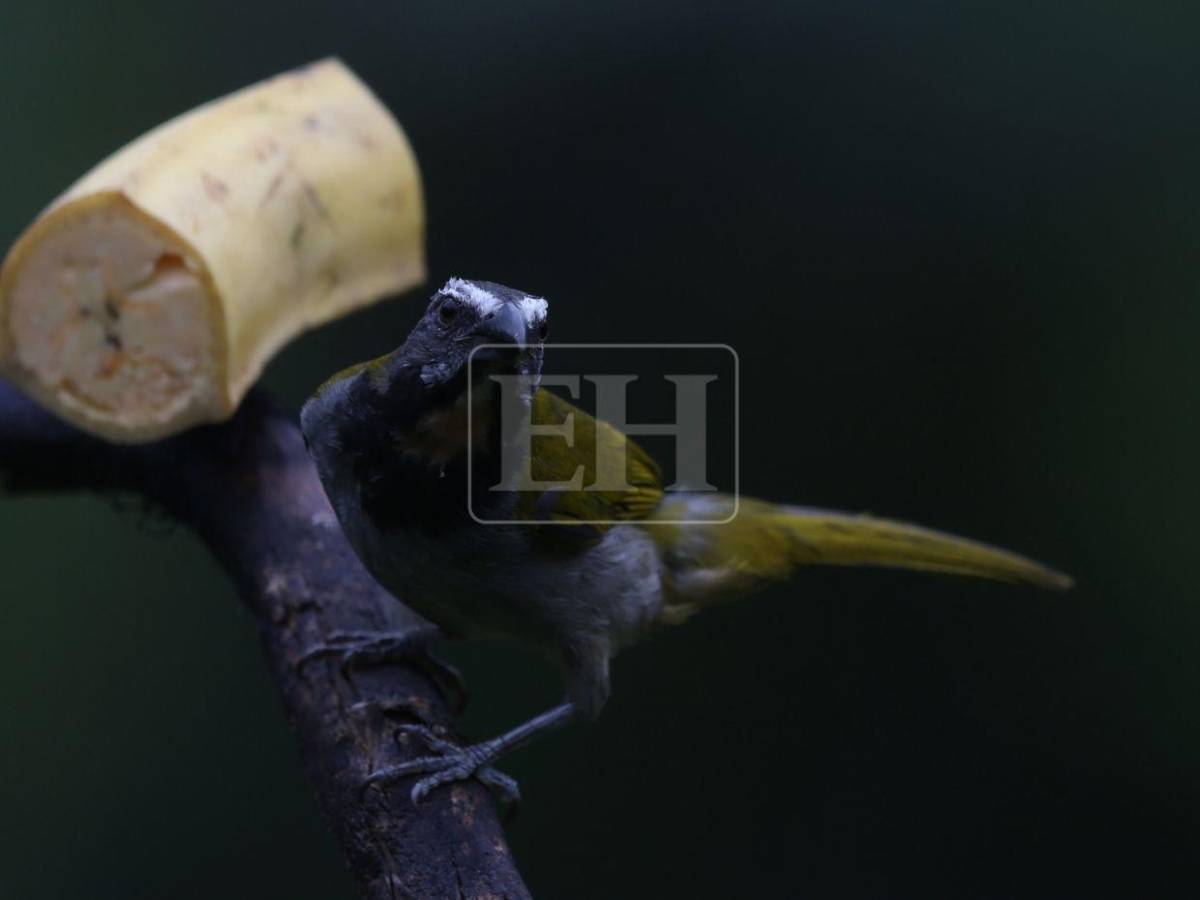 Un recorrido entre las aves que anidan en el corazón verde de Honduras