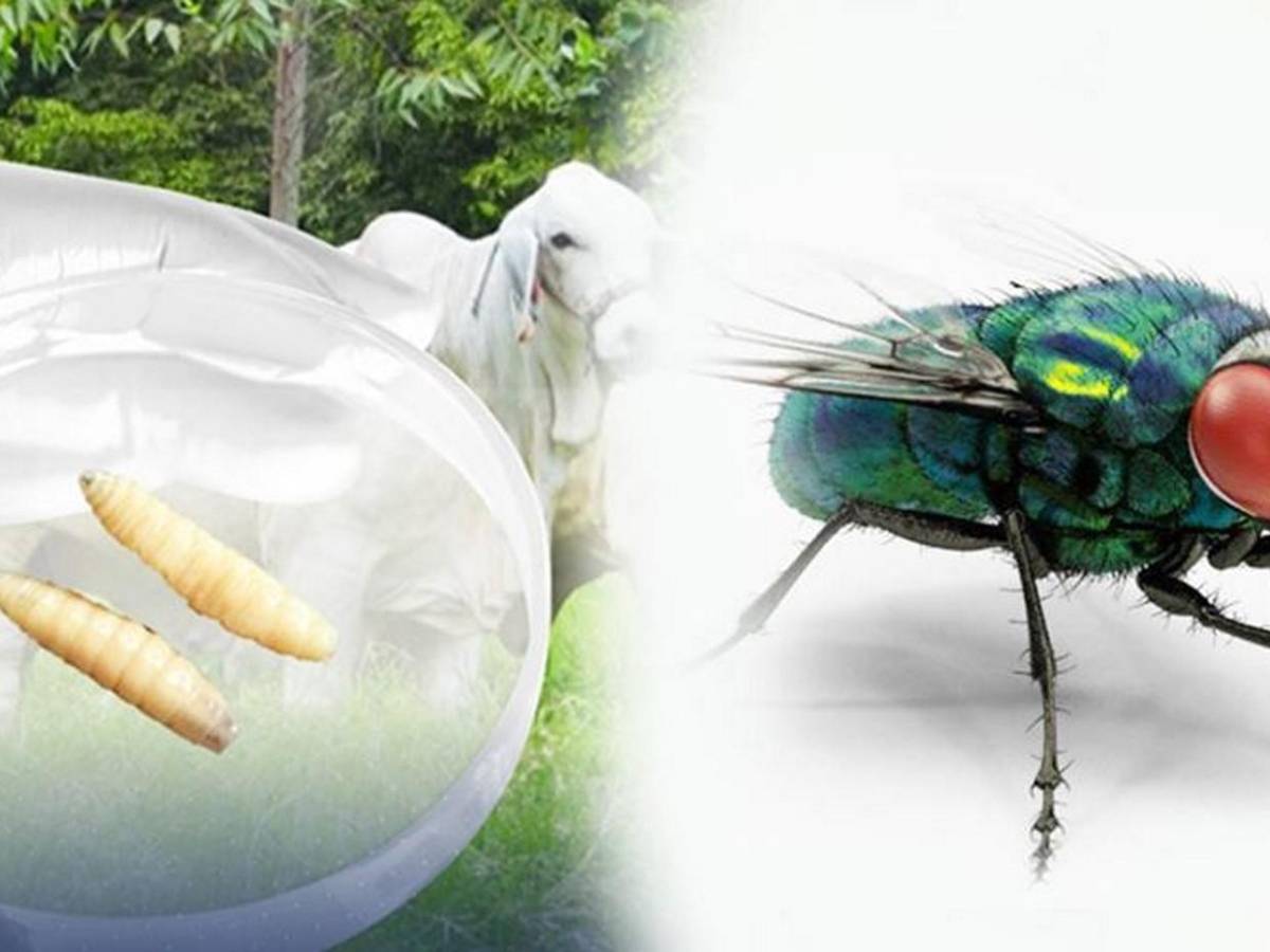 Miasis en humanos: ¿Cómo luce la mosca cochliomyia hominivorax que la provoca?