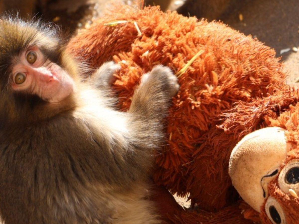 ¿Qué ha pasado con Punch, el macaco que roba corazones con su tierno amigo de peluche?