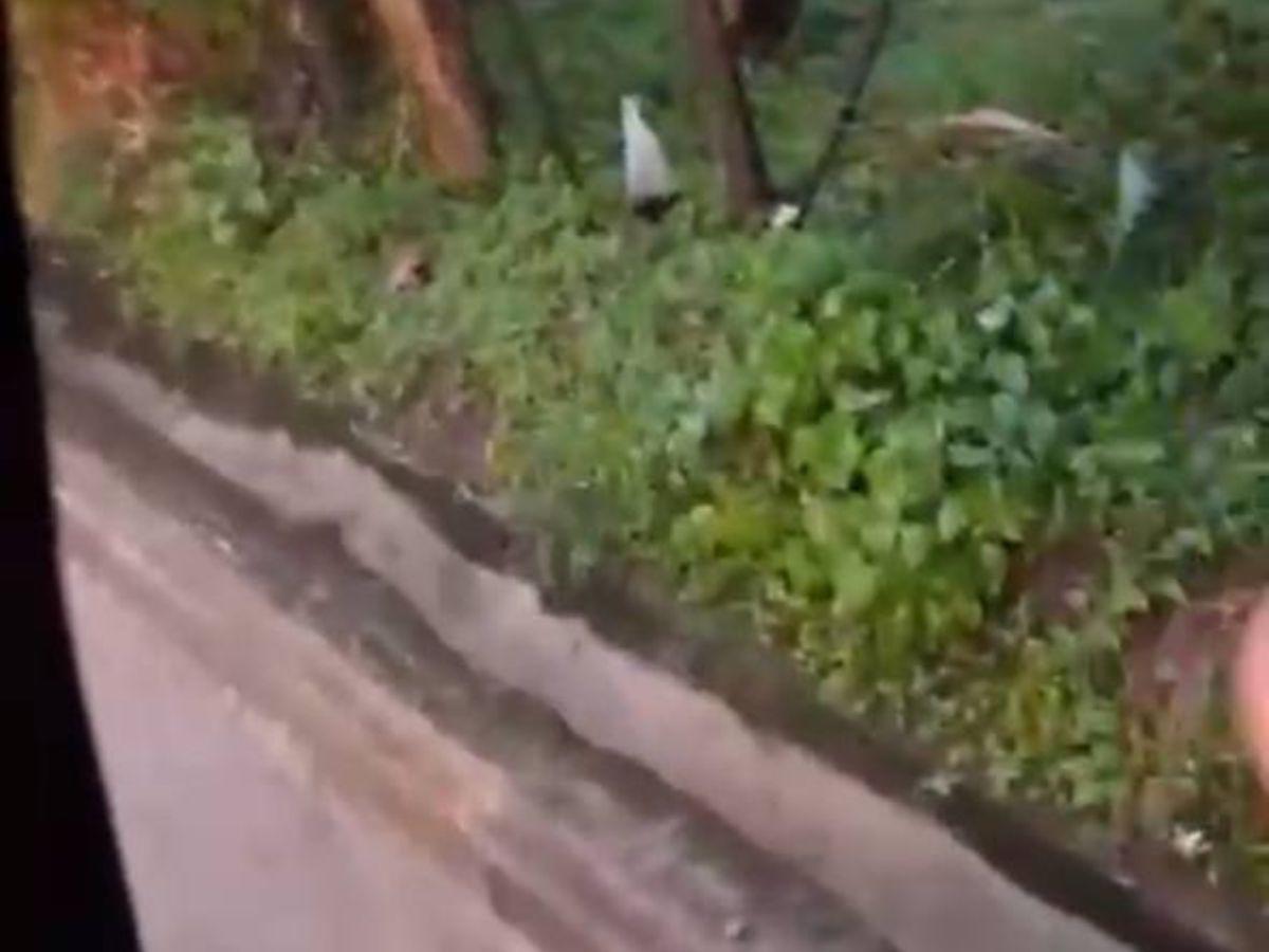 Así se despidió de Dylan y Josué el niño que se salvó: Ayuda, mis primos se cayeron