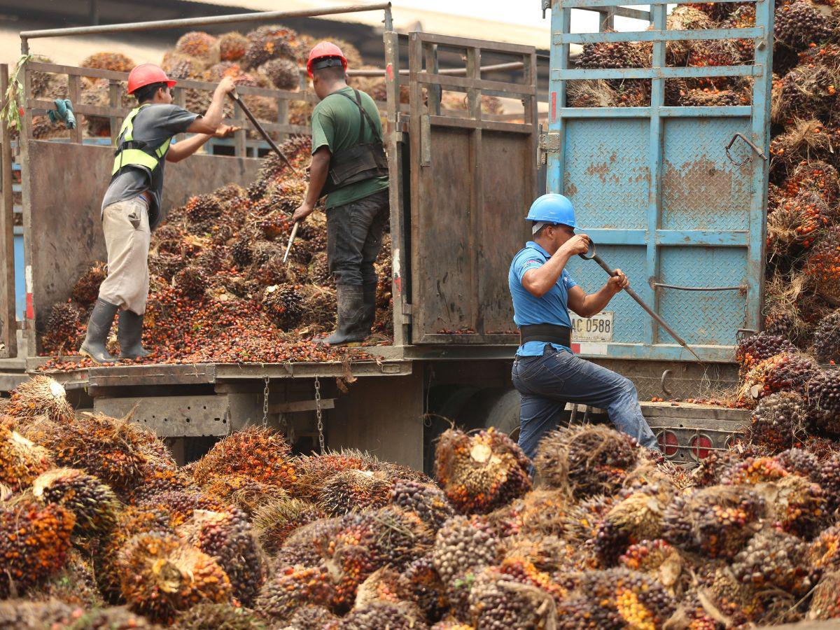 Más de 9 mil manzanas de palma africana fueron invadidas en 2022