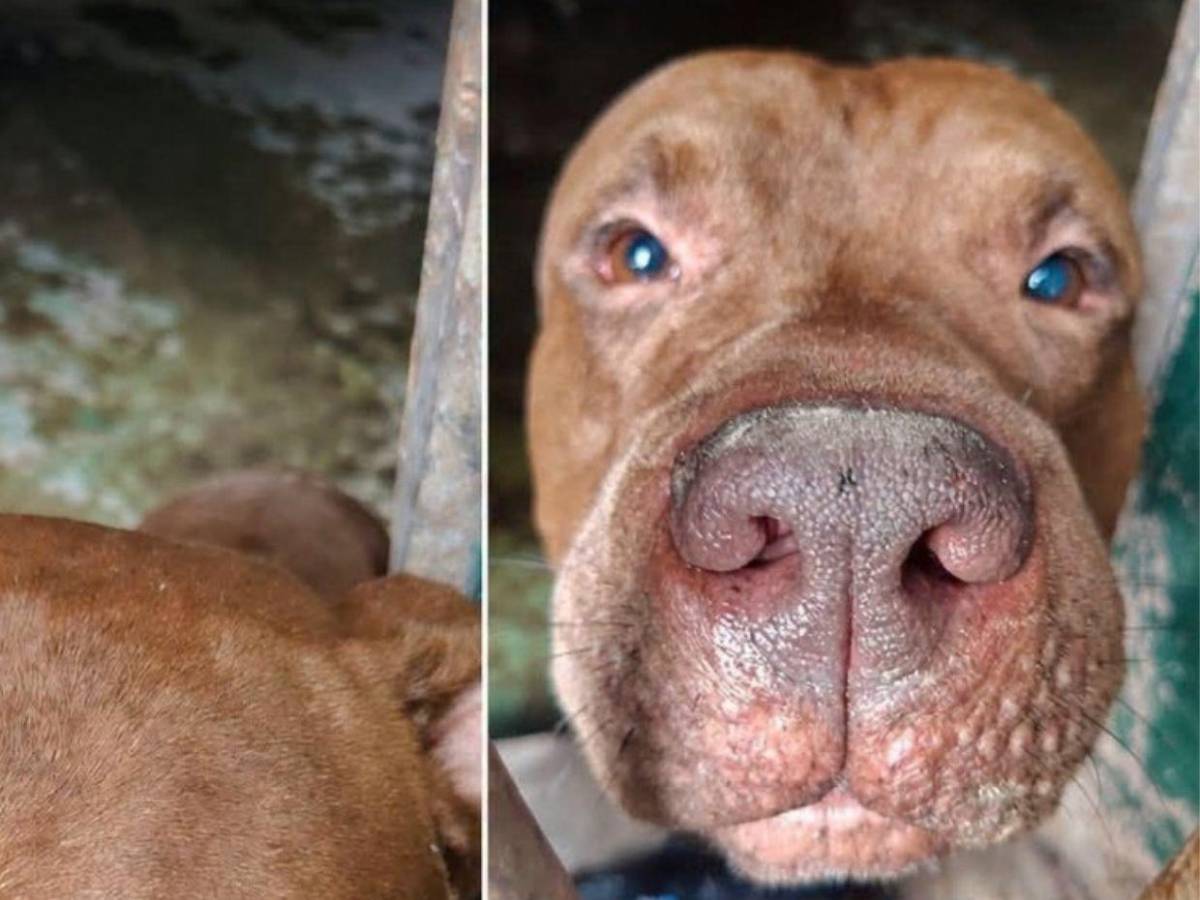 ¿Qué había en la escena? Autopsia determinará si don Alfonzo murió por ataque de su perro Zeus