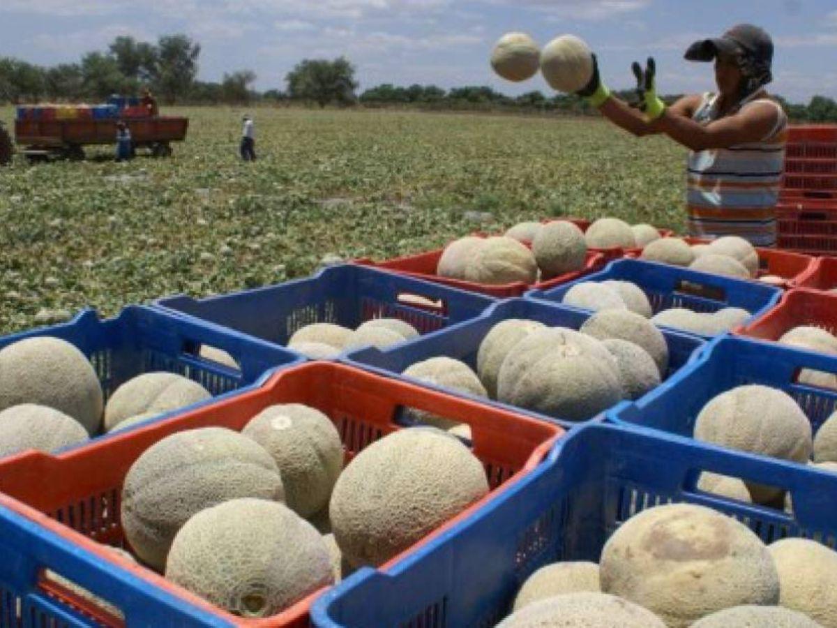 Empresa melonera de capital extranjero dejaría Honduras