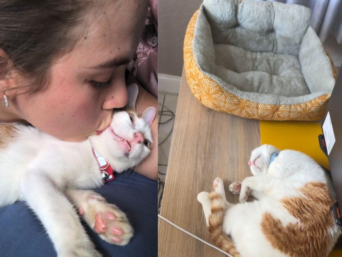 La familia colombiana acogió a Aurelio junto a otros tres gatos hondureños mientras vivieron un tiempo en Honduras, luego se los llevaron con ellos.