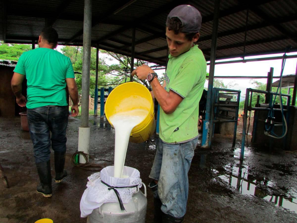 Consumada el alza de uno y dos lempiras al litro de leche; anuncian nuevas medidas