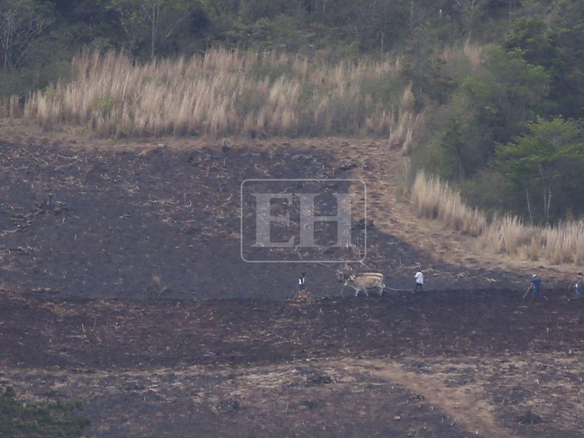 Honduras perdió 900 mil hectáreas de bosque: Lepaterique entre las zonas más afectadas