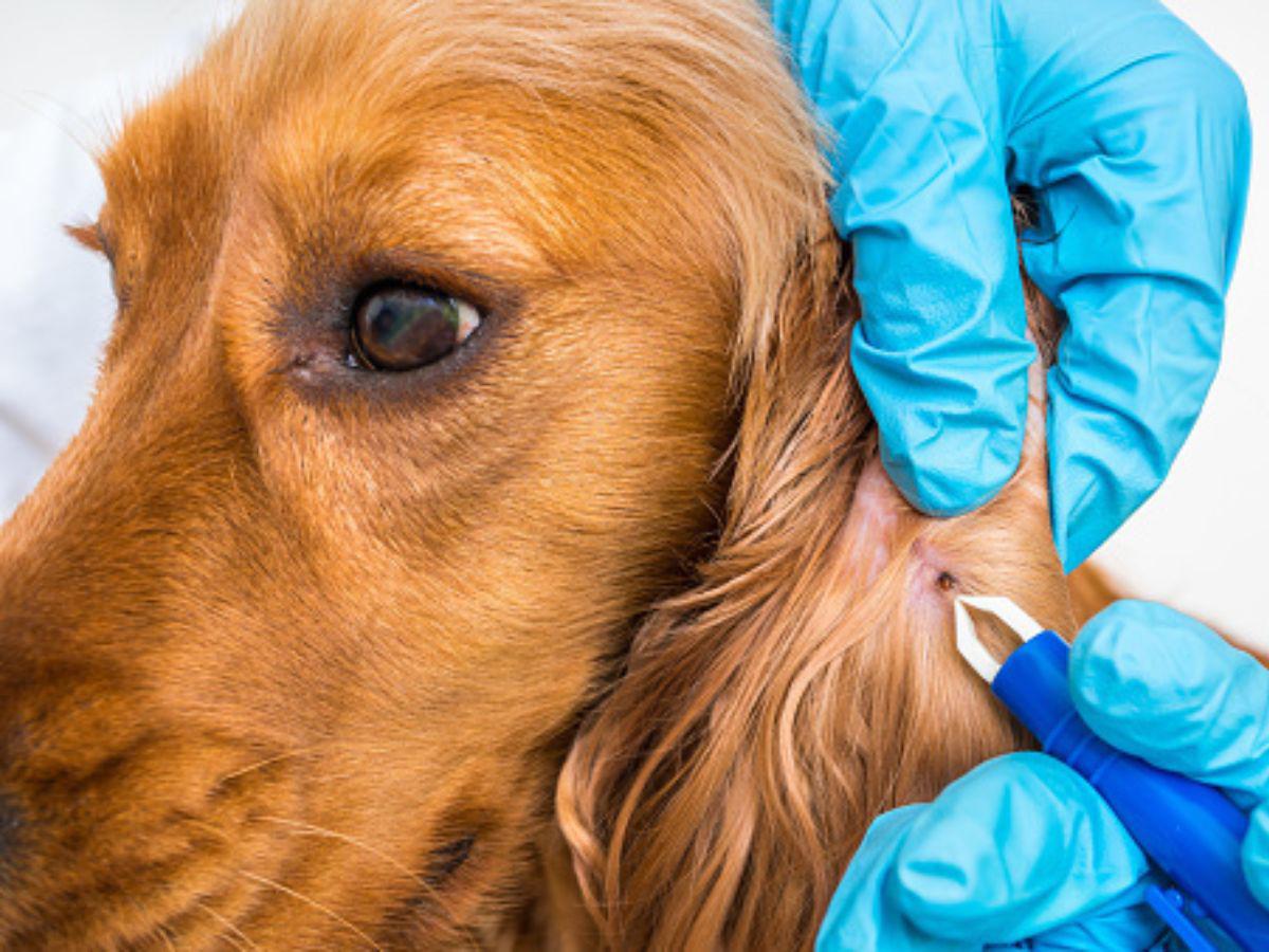 ¿Cómo prevenir que las garrapatas ataquen a sus perros?