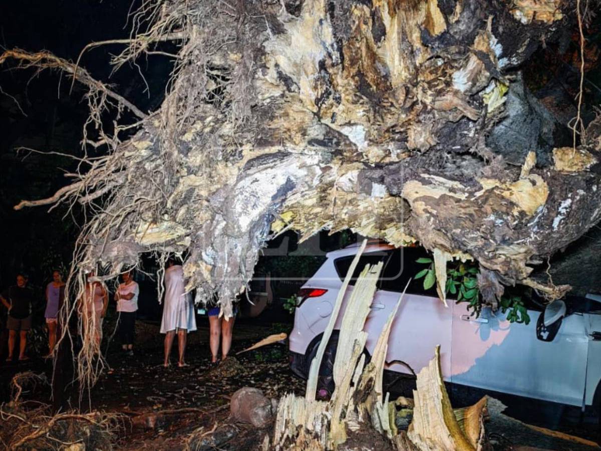 Denuncias no evitaron caída de árbol que dañó cuatro vehículos en la Kennedy