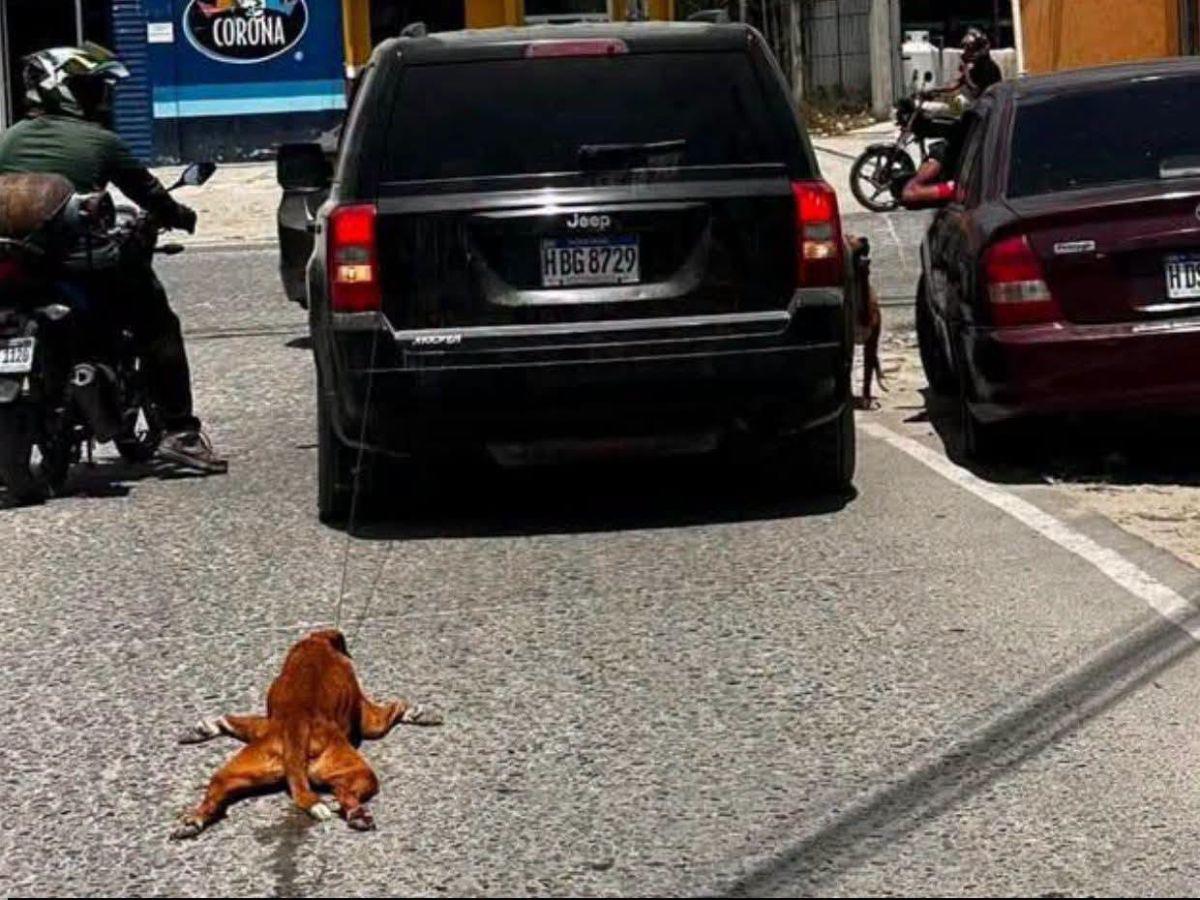 No hallaron lesiones: Hombre que arrastró a perro con su carro en Choloma queda en libertad