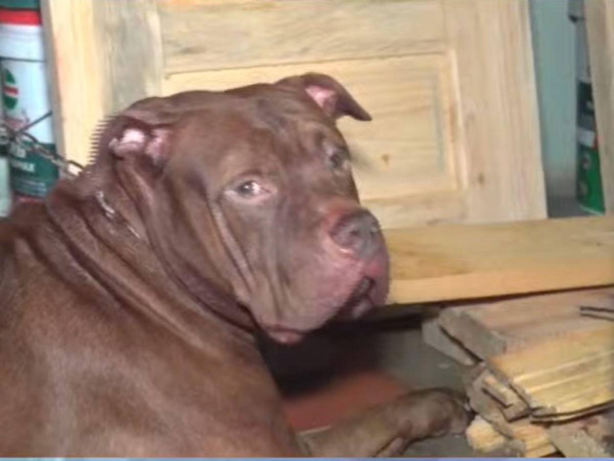 Lo atacó en la mañana y, tras regresar del hospital, lo mató: caso del perro y su dueño en el Hato