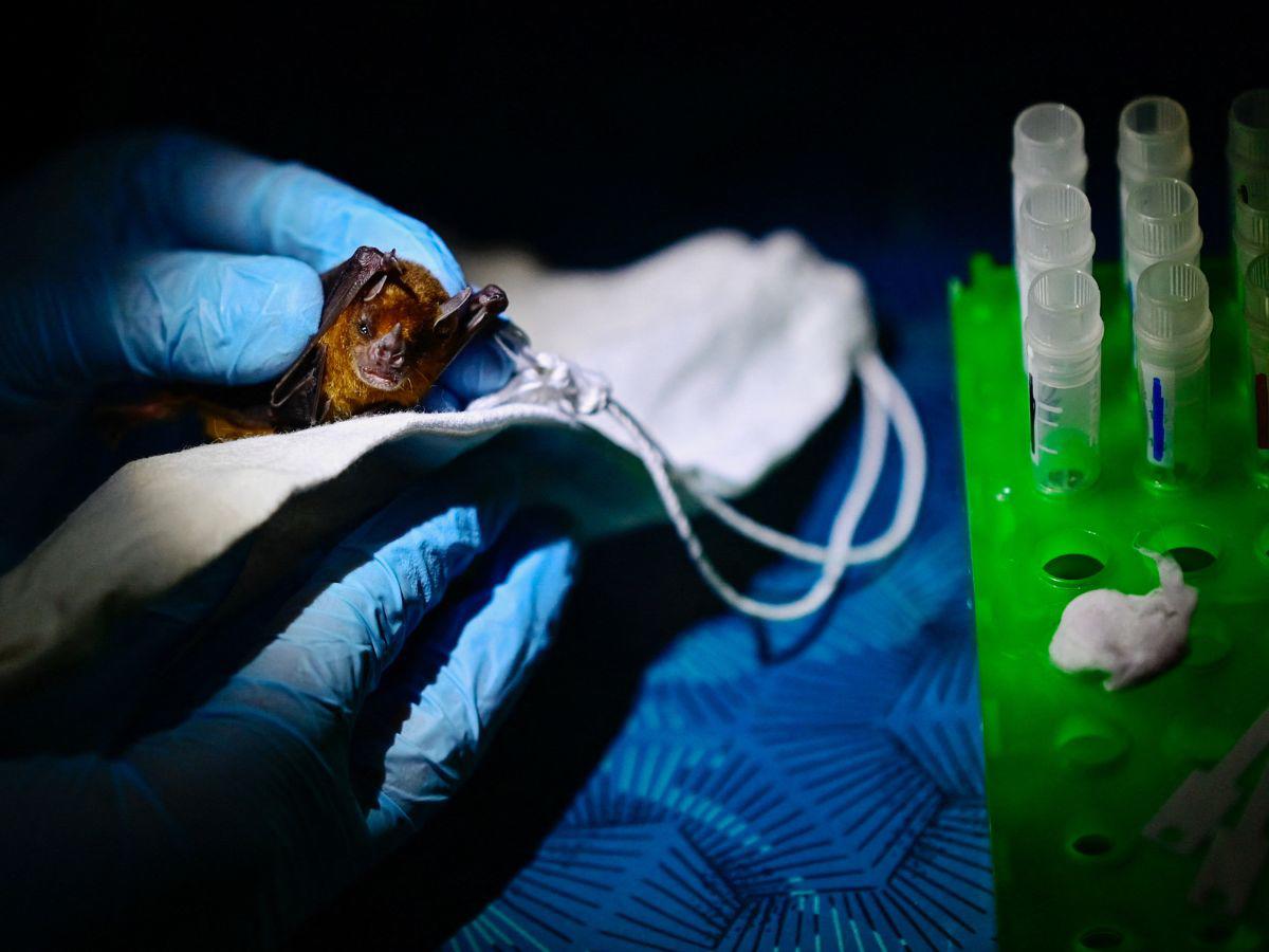 En la selva maya, científicos rastrean virus que podrían desatar nuevas pandemias