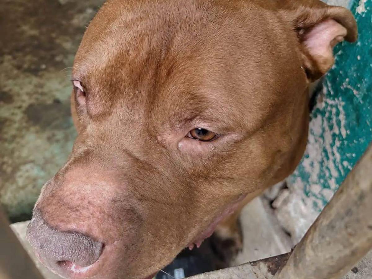 Autopsia de don Alfonzo revela que murió por mordeduras de su perro Zeus, confirma el MP