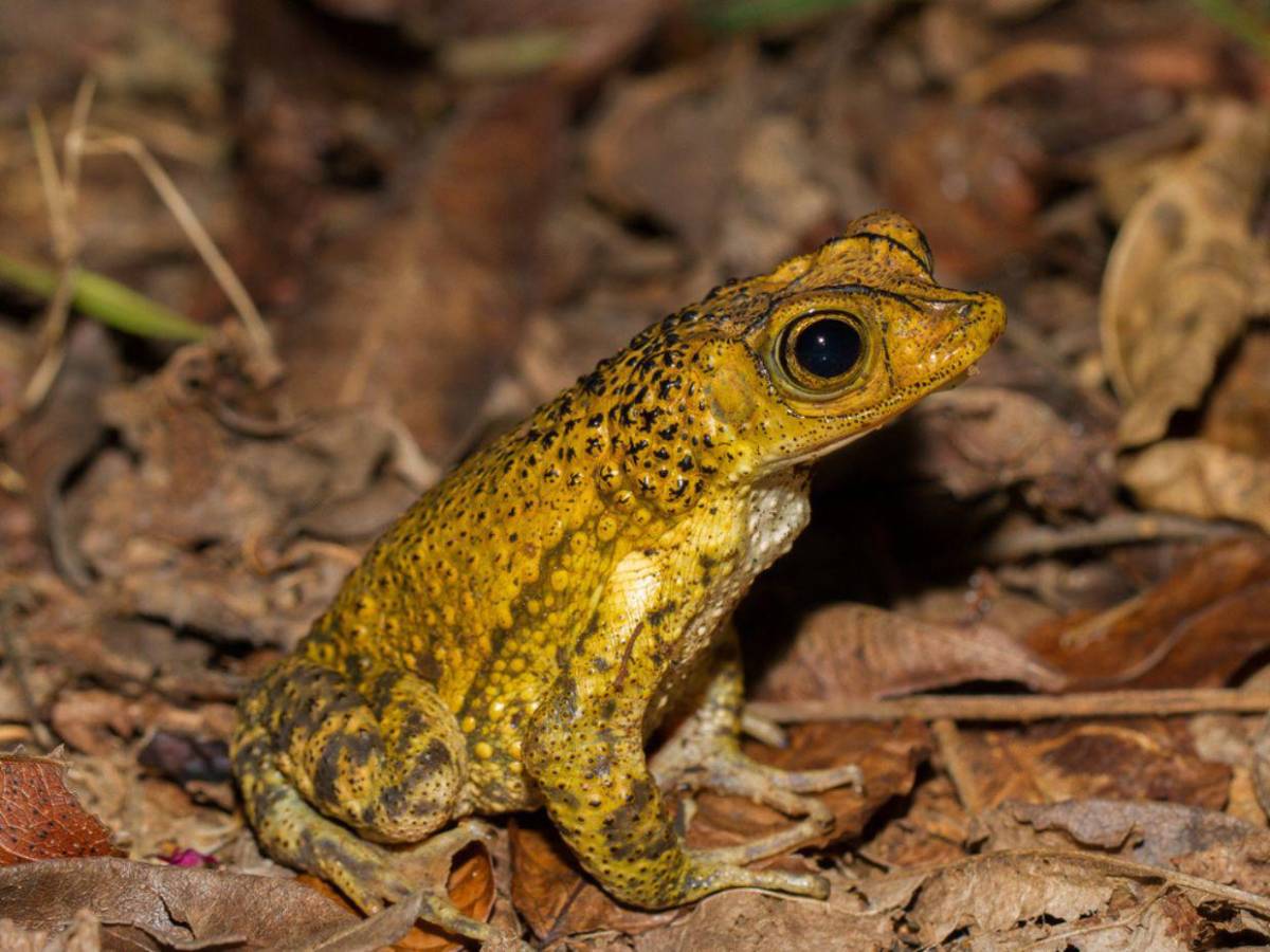 Bad Bunny convierte al sapo Concho puertorriqueño en símbolo de su nuevo álbum