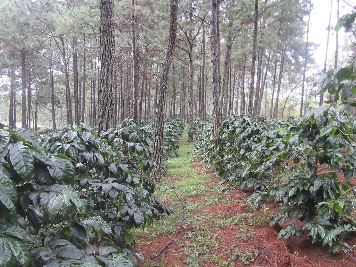 <i>El tour del café en Finca Santa Elena ofrece a los visitantes la oportunidad de experimentar de cerca cada etapa del proceso, desde la recolección hasta el tostado, revelando la dedicación detrás de cada taza.</i>