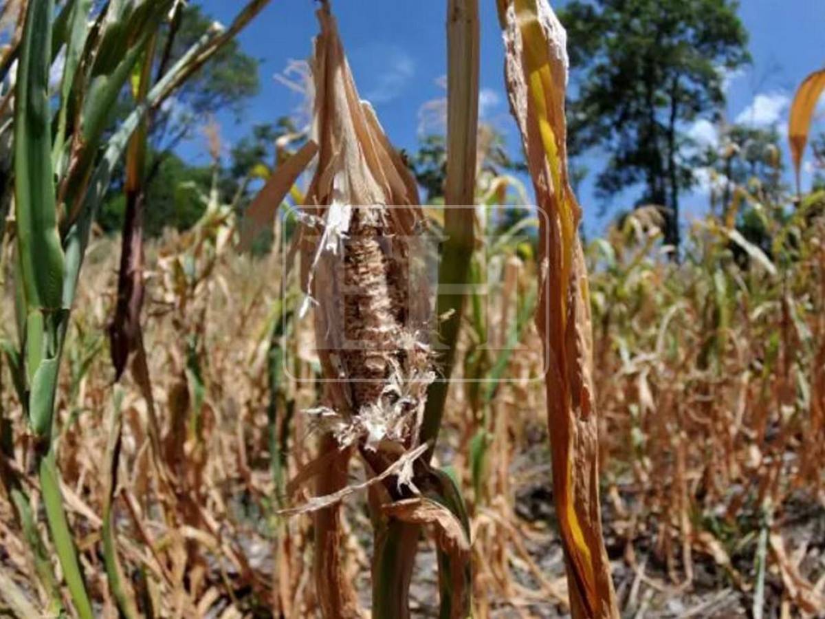 No se salvó ni un cultivo, ahora peligra el agua para consumo: el rastro de la sequía en el Corredor Seco