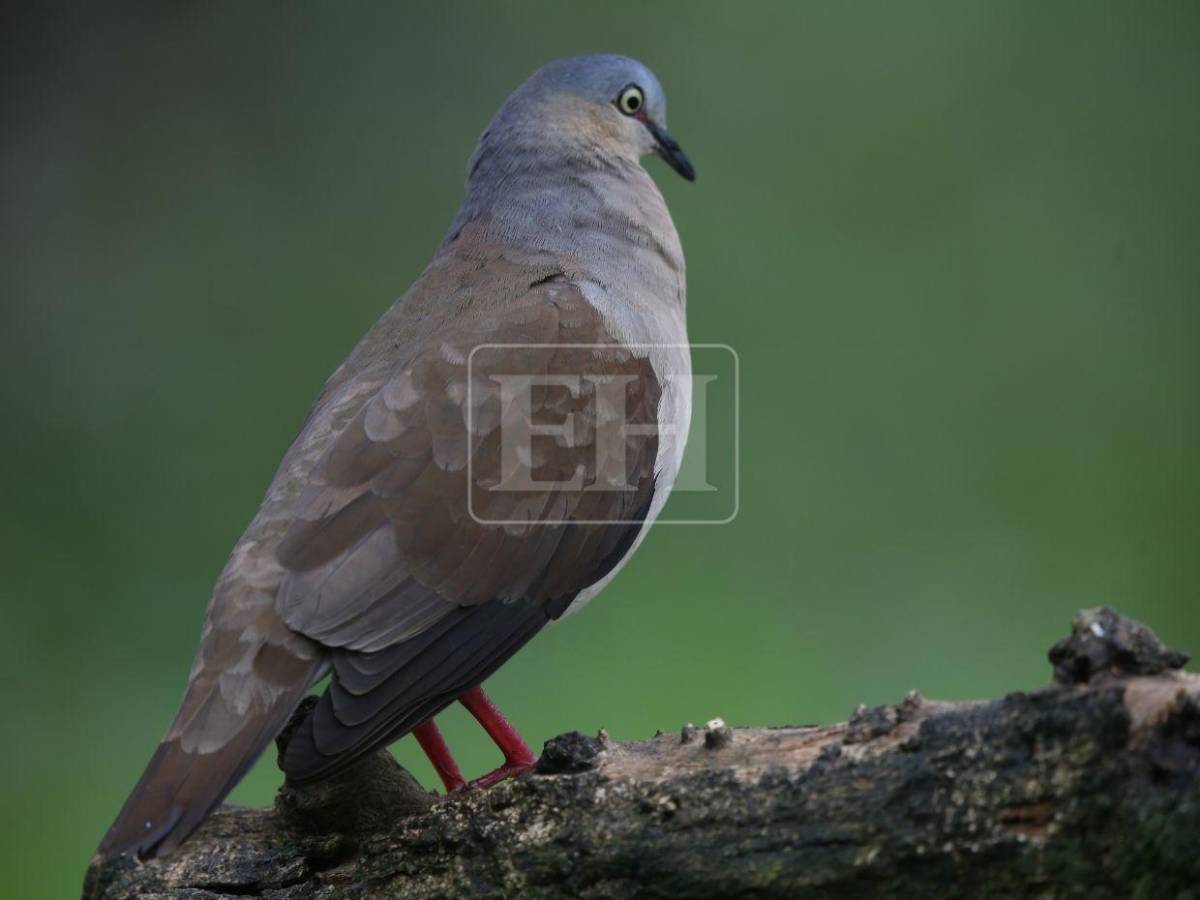 Un recorrido entre las aves que anidan en el corazón verde de Honduras