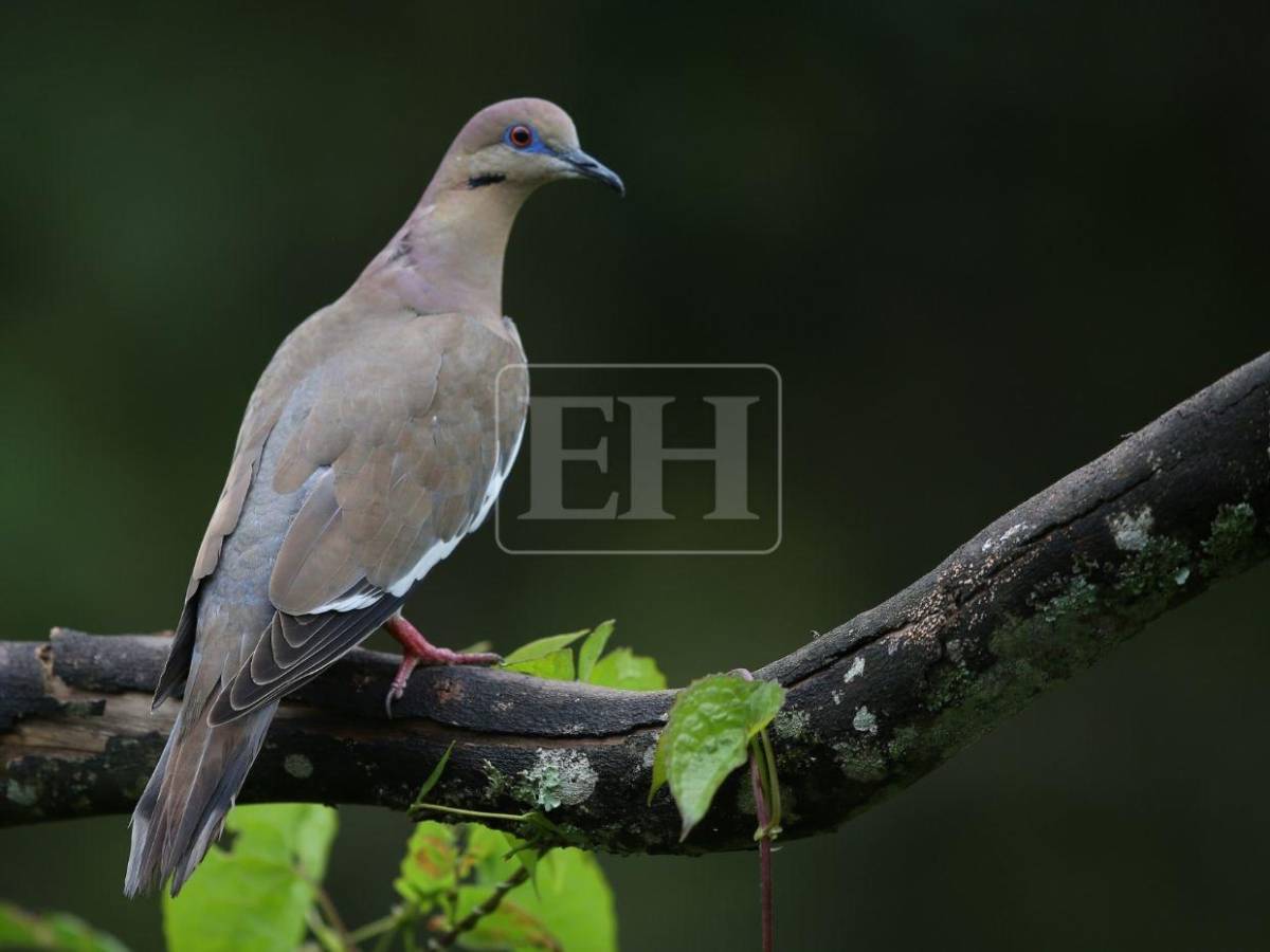 Un recorrido entre las aves que anidan en el corazón verde de Honduras