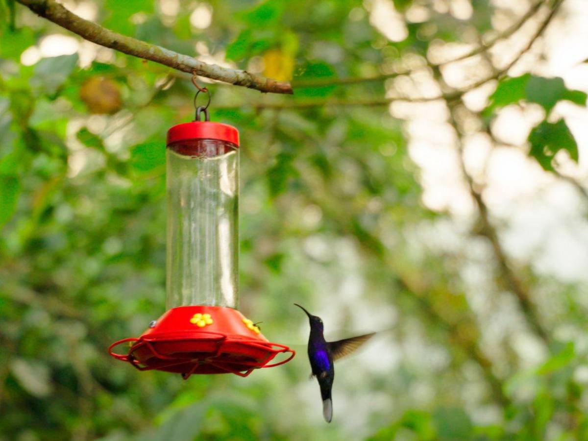 Ruta del oxígeno: parques nacionales de Honduras para visitar esta Semana Santa 2026