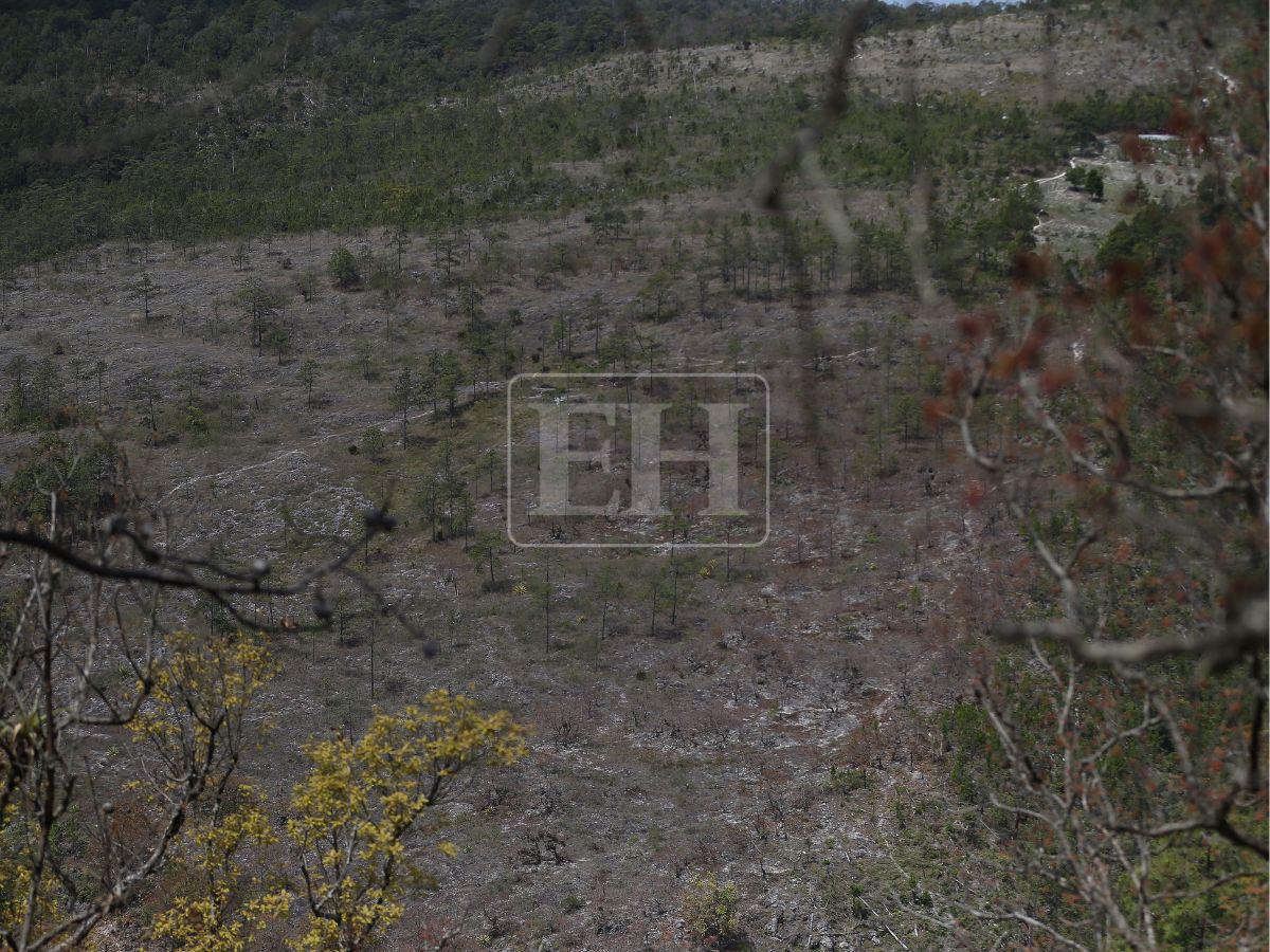 Honduras perdió 900 mil hectáreas de bosque: Lepaterique entre las zonas más afectadas